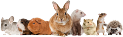 Animal Magic